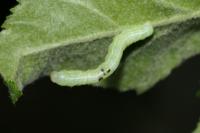 Operophtera brumata