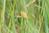 Camptogramma bilineata