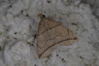 Herminia grisealis