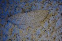 Perconia strigillaria