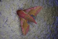 Deilephila porcellus
