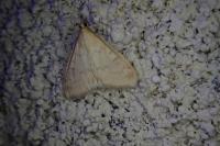 Ostrinia nubilalis