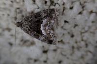 Deltote pygarga