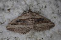 Costaconvexa polygrammata