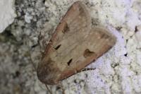 Agrotis exclamationis