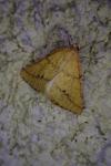 Aspitates ochrearia