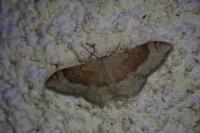 Idaea degeneraria