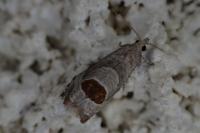 Notocelia uddmanniana