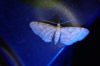Eupithecia haworthiata