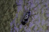 Ethmia quadrillella