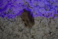 Choristoneura hebenstreitella