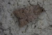 Caradrina clavipalpis