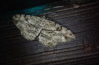 Peribatodes rhomboidaria