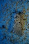 Cerura erminea