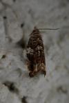 Gypsonoma minutana