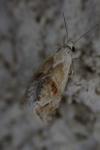 Cochylimorpha straminea