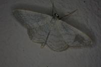 Idaea subsericeata