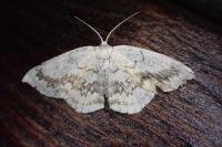 Cyclophora annularia