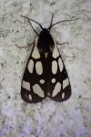 Arctia villica