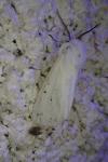 Spilosoma lubricipeda