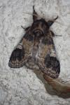 Notodonta tritophus