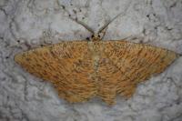 Angerona prunaria