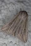 Mythimna riparia