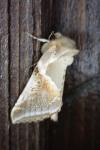 Habrosyne pyritoides