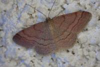 Scopula rubiginata