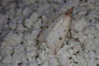 Udea ferrugalis
