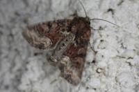 Oligia strigilis