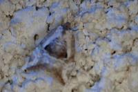 Elaphria venustula