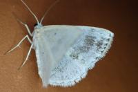 Lomographa temerata