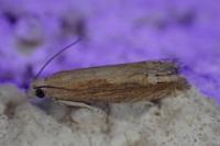 Eucosma obumbratana