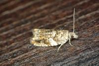 Epinotia abbreviana