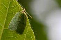 Tortrix viridana