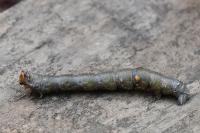 Biston betularia