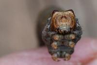 Biston betularia