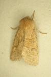 Orthosia miniosa