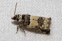 Epinotia thapsiana