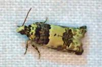 Epinotia thapsiana