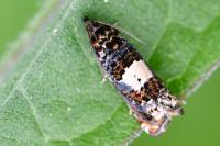 Epiblema sticticana