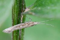 Plutella xylostella
