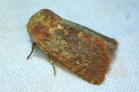 Metopoceras felicina