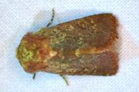 Metopoceras felicina