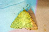 Aspitates ochrearia