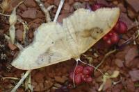 Idaea degeneraria