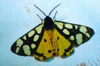 Arctia villica