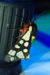 Arctia villica
