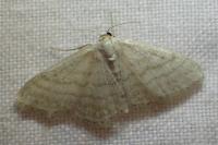 Idaea subsericeata